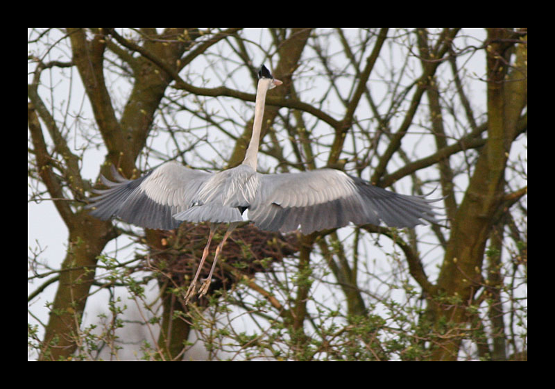 Fischreiher im Landeanflug (03.04.2009, Ümminger See, Bochum - Canon EOS 1000D)