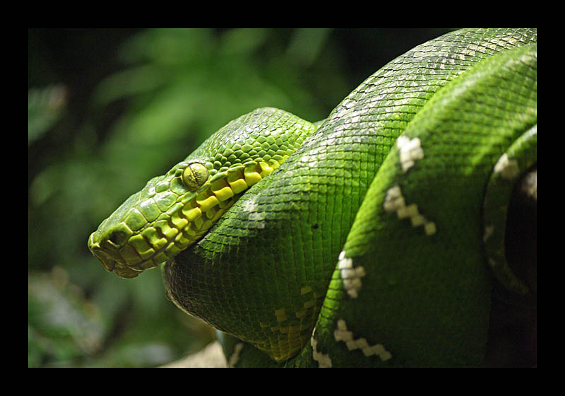 Einfach nur etwas abhängen (15.04.2009, Tierpark Bochum - Canon EOS 1000D)