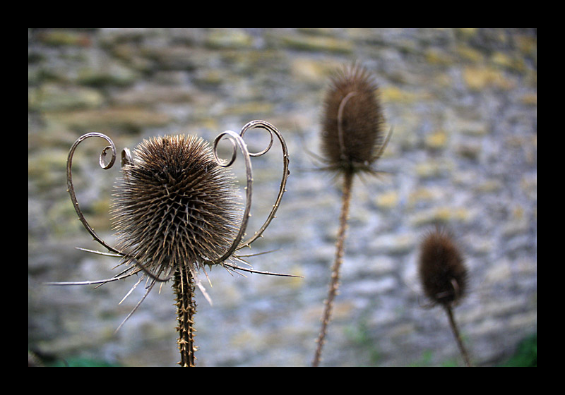 Verblüht (12.10.2009, Burgruine Hardenstein, Witten - Canon EOS 1000D)