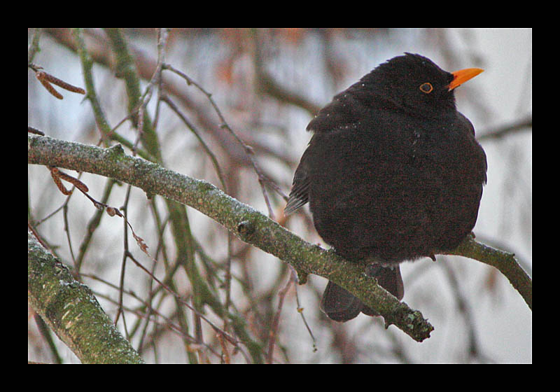 Wär' ich doch in den Süden geflogen... (19.12.2009, Bochum - Canon EOS 1000D)