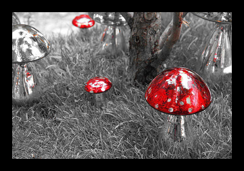 Psychedelic Pilze (17.05.2010, Gartenfestival, Burg Trausnitz - Canon EOS 7D)