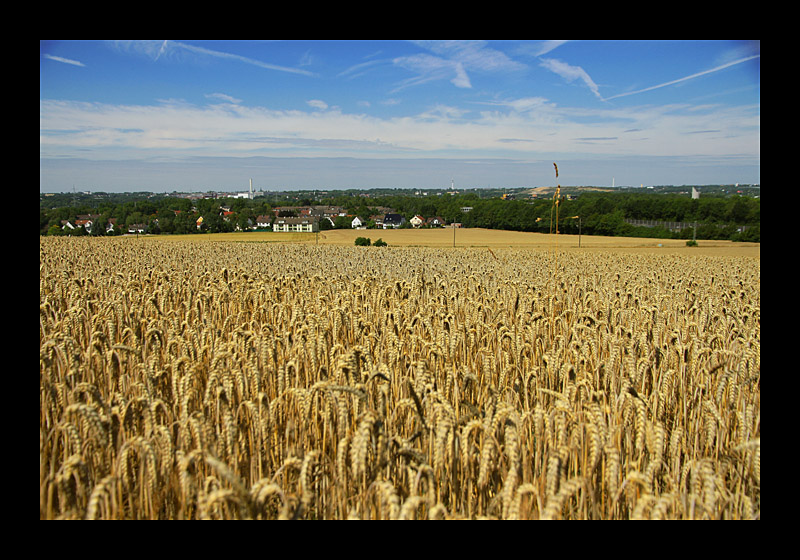 Erntezeit (07.08.2010, Papenholz, Bochum - Canon EOS 7D)