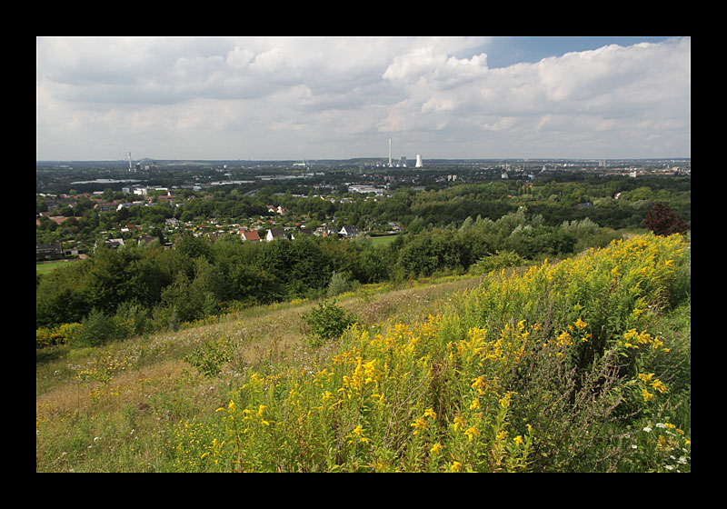 Mein Revier ist hier (21.08.2010, Tippelsberg, Bochum - Canon EOS 7D)