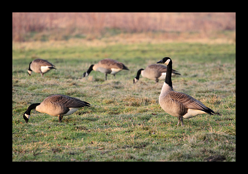 Einer muss ja aufpassen (29.01.2011, Kemnader Stausee, Bochum, Canon EOS 7D)