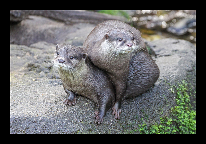 Wir passen auf (07.03.2011, Burger's Zoo, Arnheim, Canon EOS 7D)