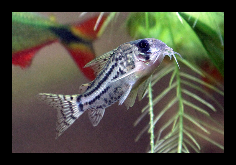 Panzerwels als Tele-Motiv (s. meine Aquarien-Website www.leben-in-einer-pfuetze.de) (03.04.2011, zu Hause, Bochum, Canon EOS 7D)