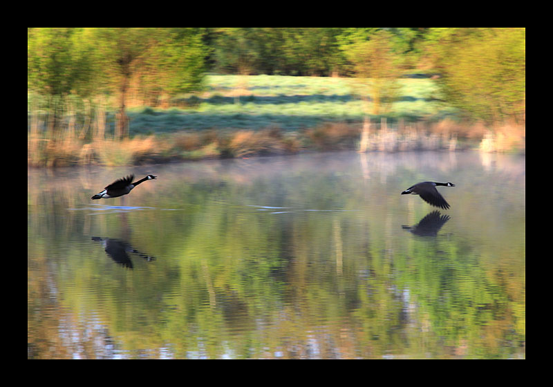 Gänsejagd (16.04.2011, Ümminger See, Bochum, Canon EOS 7D)