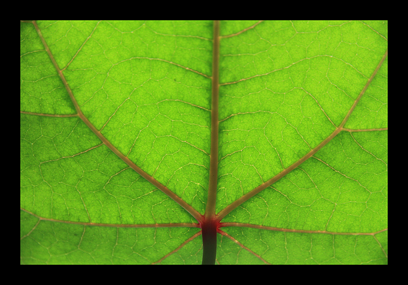 Urwald in England (04.08.2011, Eden Project, UK, Canon EOS 7D)