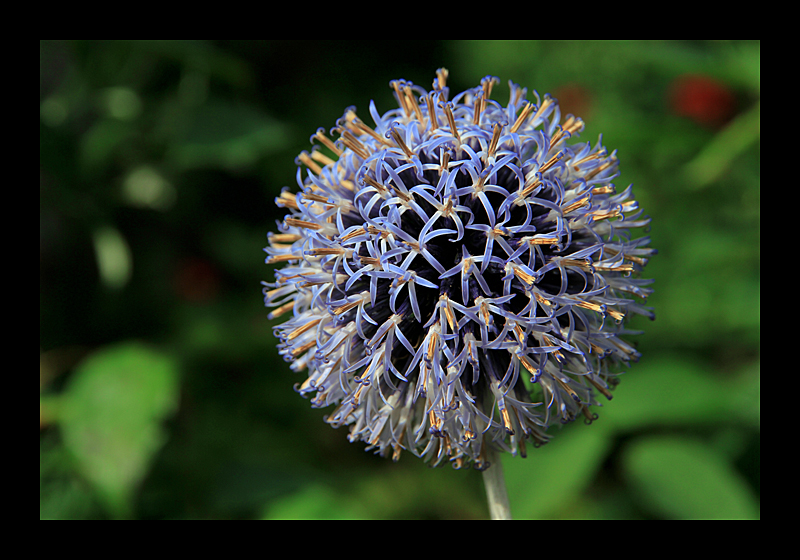 Gartenmakro (08.08.2011, Daunster Castle, UK, Canon EOS 7D)