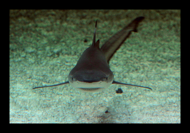 Gefährliche Begegnung II (27.06.2012, Universeum, Göteborg, Schweden - Canon EOS 7D)