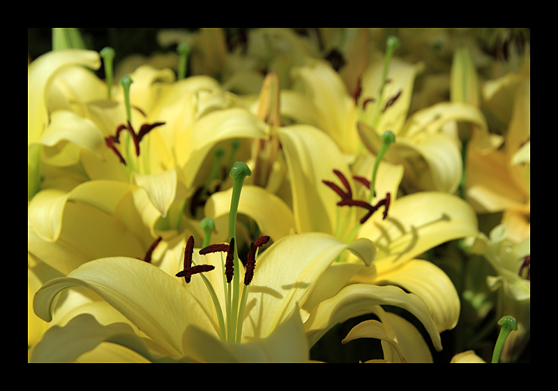 Blumenfestival (12.08.2012, Floriade, Venlo - Canon EOS 7D)