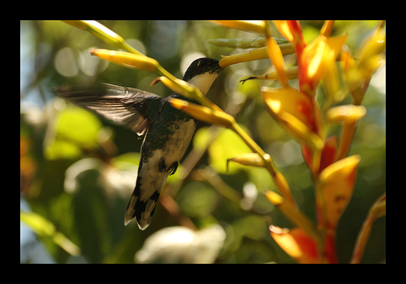 Krachmacher (Febr. 2014, Intervales Nationalpark, Brasilien - Canon EOS 7D) 