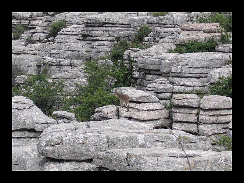 Bergziege (El Torcal - Canon PowerShot A 95)