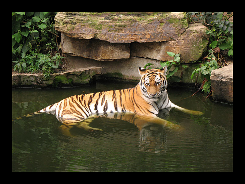 Tiger im Bad (Antwerpen - Canon PowerShot A 640)