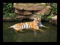 53_antwerpen_zoo_18