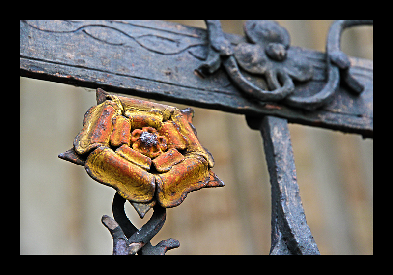 Eisenblume (Ulm - Canon EOS 7D)