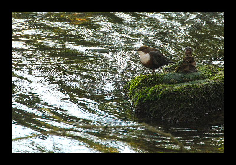 Wasseramsel (Blaubeuren - Canon EOS 7D)