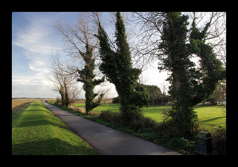 Efeu (Rye Harbour, England - Canon EOS 7D)