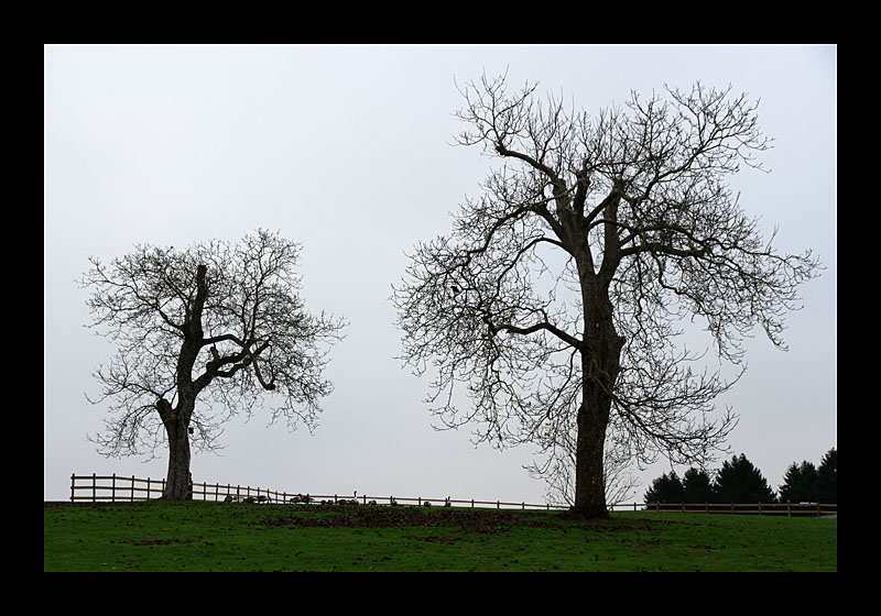 Gänsewiese (Leeds Castle, England - Canon EOS 7D)