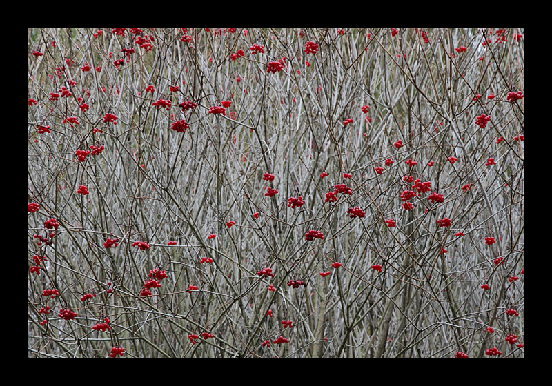 Beeren (Leeds Castle, England - Canon EOS 7D)