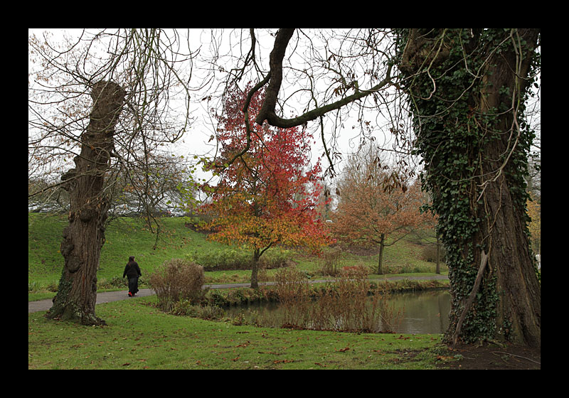 Feuerbaum (Leeds Castle, England - Canon EOS 7D)