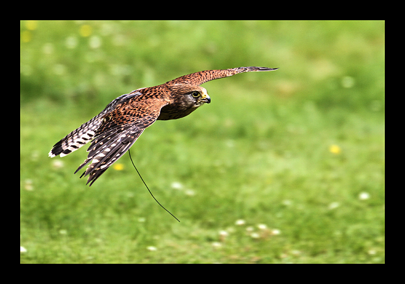 Falkenflug (Battle, England - Canon EOS 7D) 