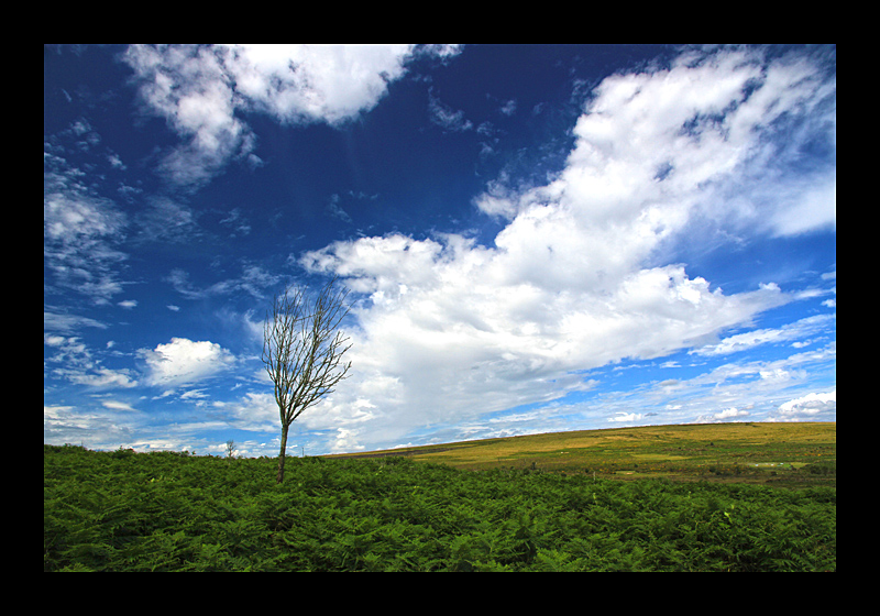 Wildes Land (Dartmoor, England - Canon EOS 7D) 