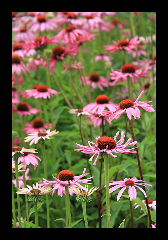 Wildblumen (Eden Project, England - Canon EOS 7D) 