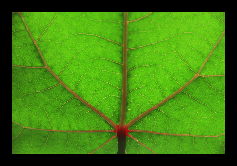 Urwaldblatt (Eden Project, England - Canon EOS 7D) 