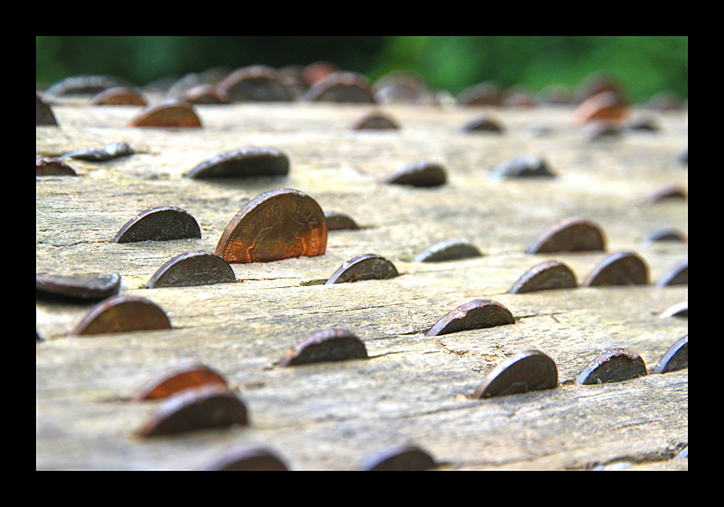 Geldbaum (Trelissick Garden, England - Canon EOS 7D) 