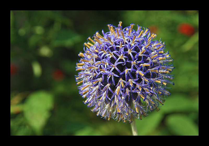 Lieblingsblume (Dunster Castle, England - Canon EOS 7D) 