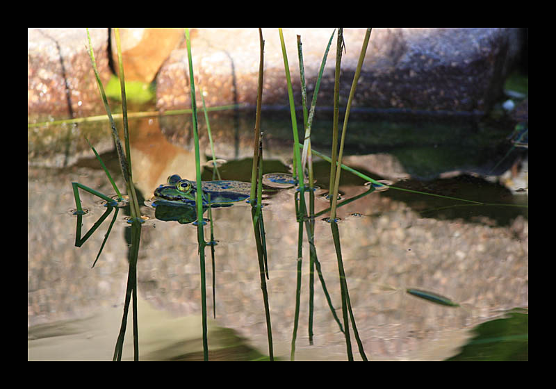 Morgens am Froschteich (Petersroda - Canon EOS 1000D)