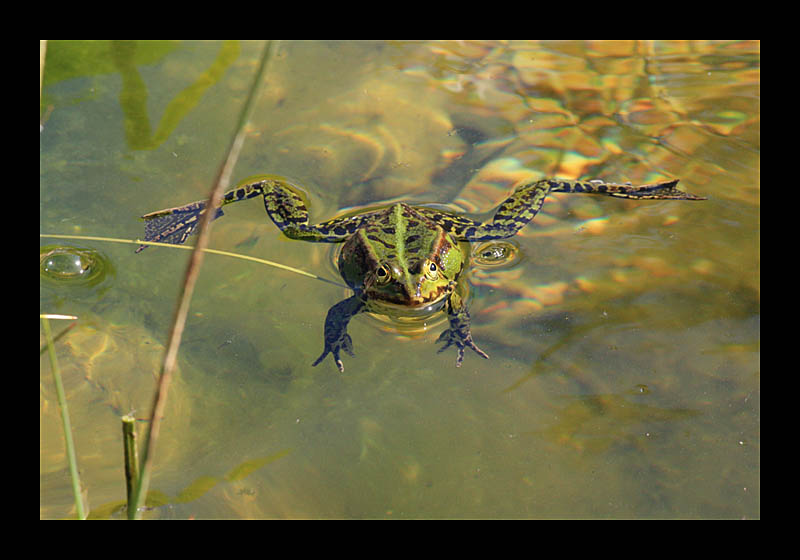 Freischwimmer (Petersroda - Canon EOS 1000D)