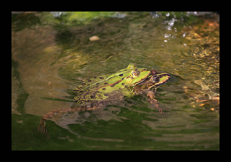 Doppeldecker (Petersroda - Canon EOS 1000D)