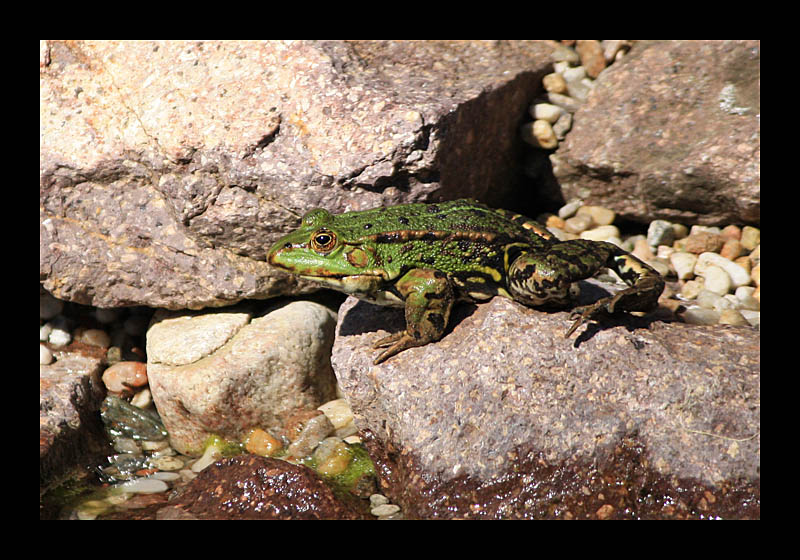 Auf Wanderschaft (Petersroda - Canon EOS 1000D)