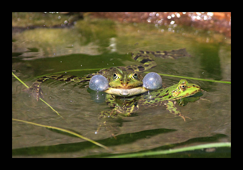 Anmache (Petersroda - Canon EOS 1000D)