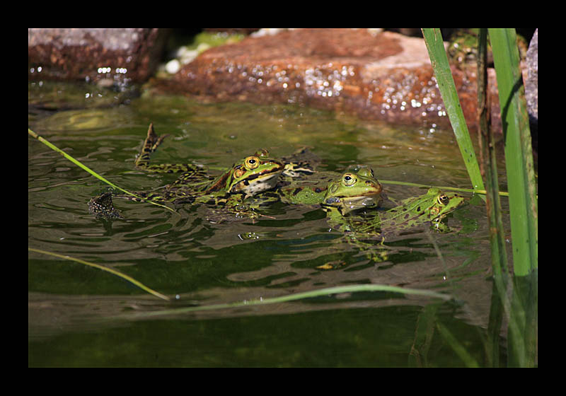 Gruppenschwimmen (Petersroda - Canon EOS 1000D)