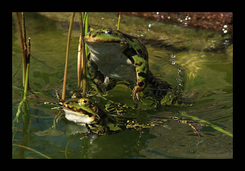 Jetzt bist Du reif! (Petersroda - Canon EOS 1000D)