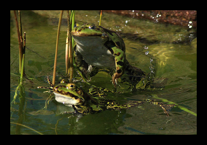 Jetzt bist Du reif! (Petersroda - Canon EOS 1000D)