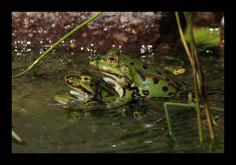 Flotter Dreier (Petersroda - Canon EOS 1000D)