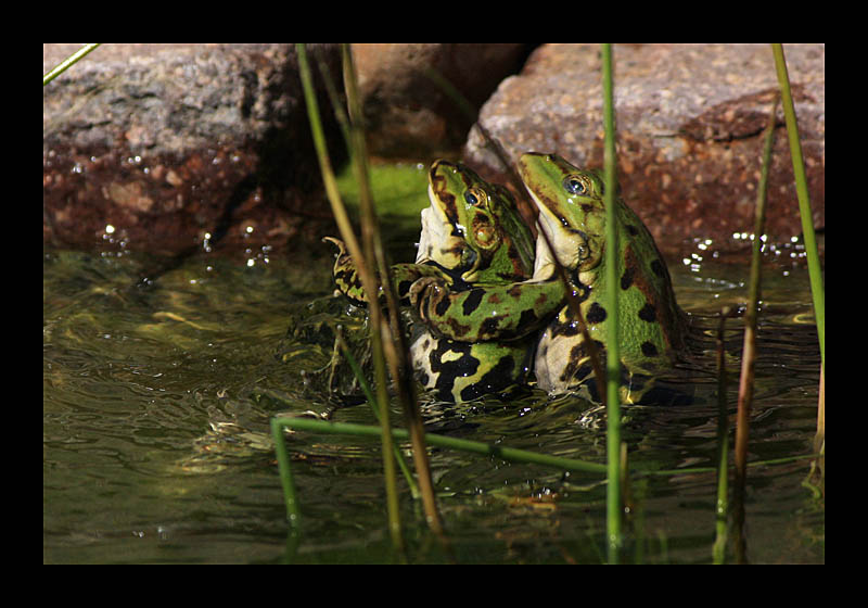 Froschballett (Petersroda - Canon EOS 1000D)