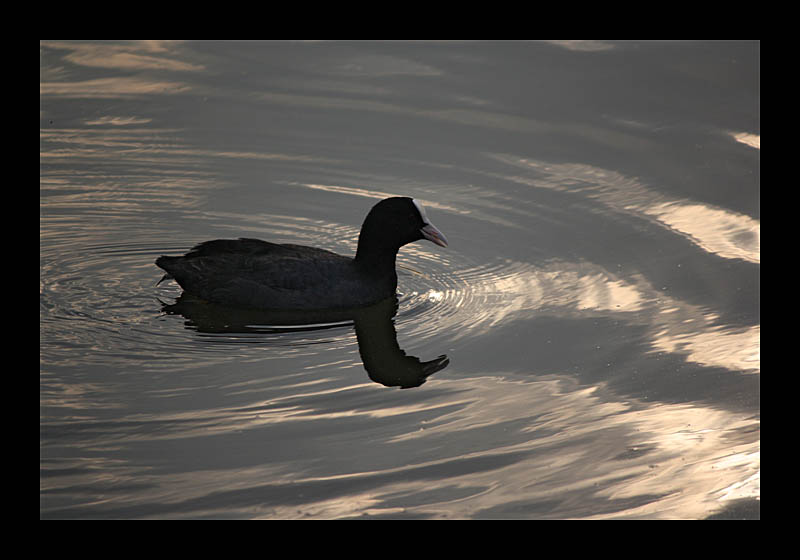 Wasserspiegel (Ümminger See, Bochum - Canon EOS 1000D)