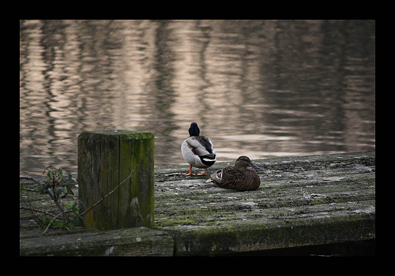 Fernweh (Ümminger See, Bochum - Canon EOS 1000D)