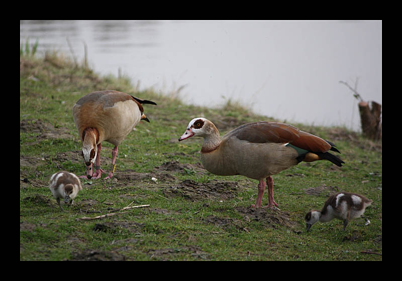 Grasen mit Nachwuchs (Ümminger See, Bochum - Canon EOS 1000D)