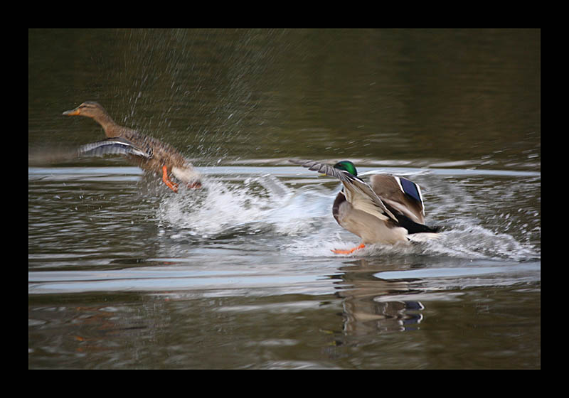 Start und Landung (Ümminger See, Bochum - Canon EOS 1000D)