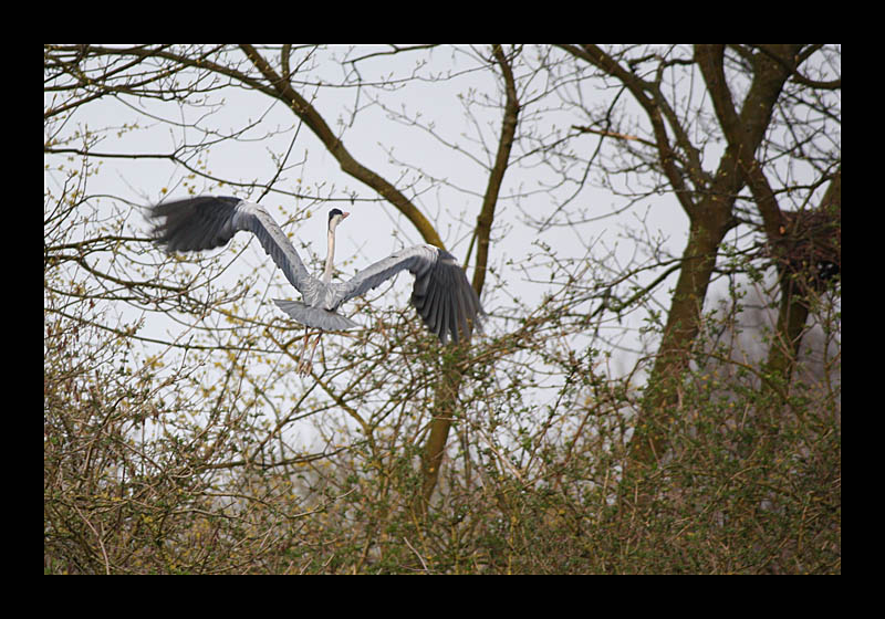 Fischreiher im Landeanflug (Ümminger See, Bochum - Canon EOS 1000D)