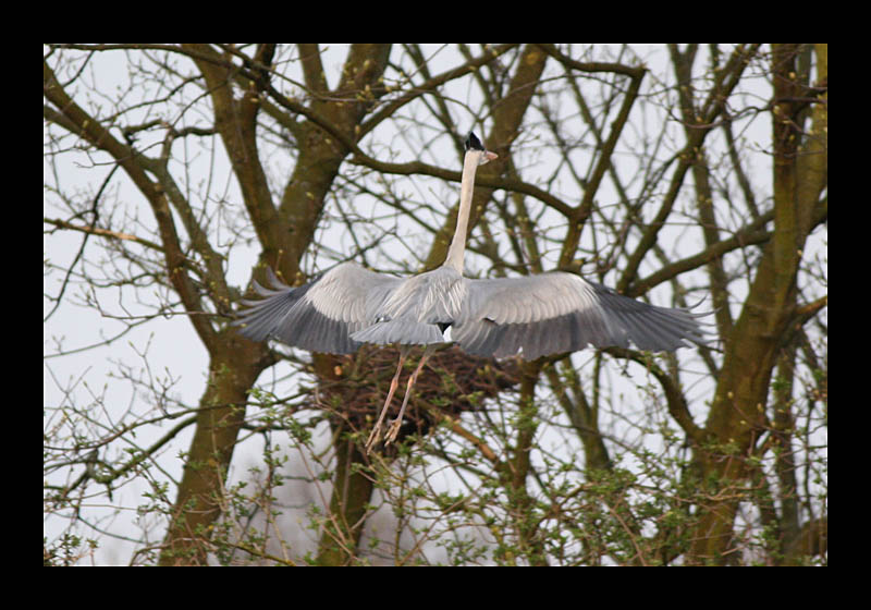 Fischreiher setzt zur Landung an (Ümminger See, Bochum - Canon EOS 1000D)