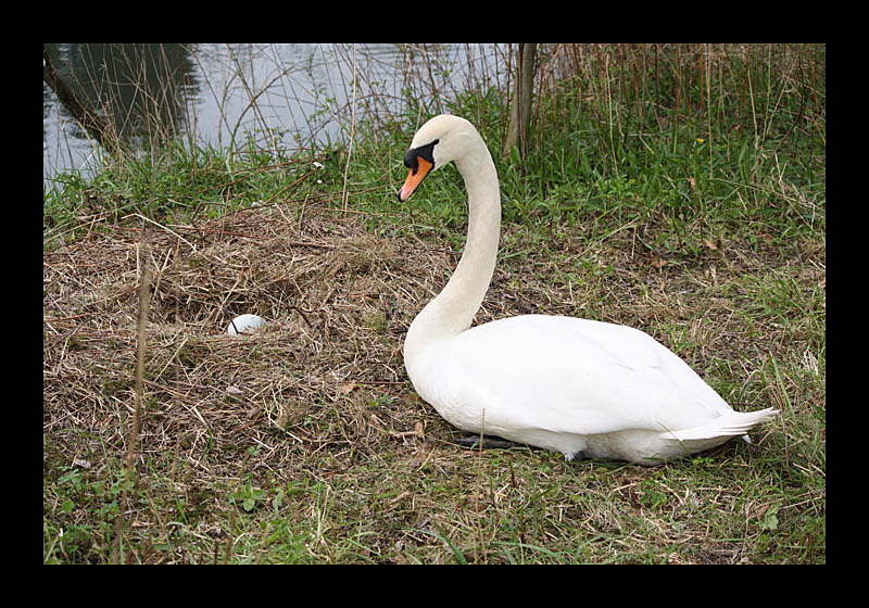 Einzelkind (Leinpfad, Bochum-Dahlhausen - Canon EOS 1000D)