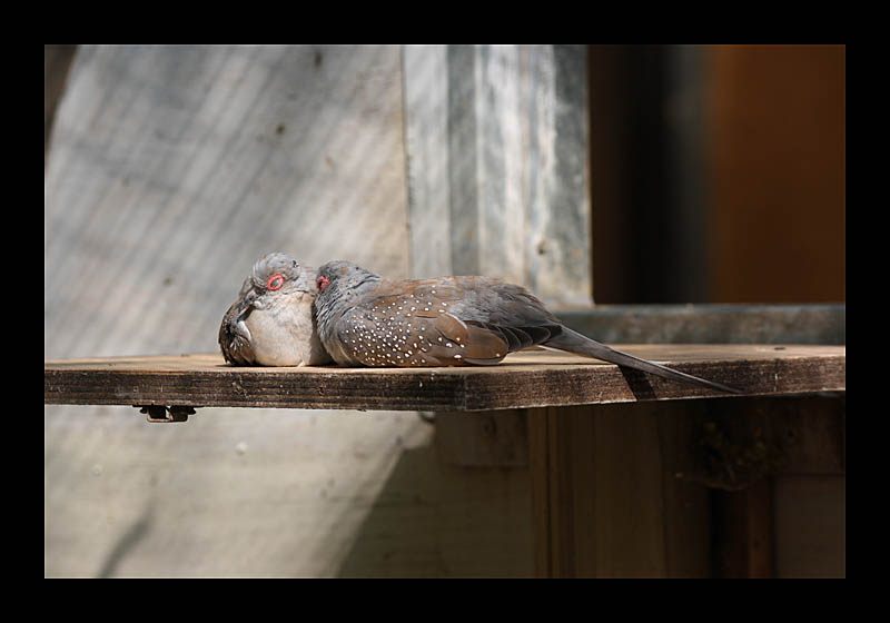 Kuscheln (Tierpark, Bochum - Canon EOS 1000D)