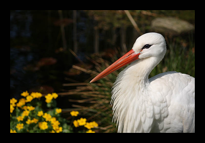 Storch (Tierpark, Bochum - Canon EOS 1000D)